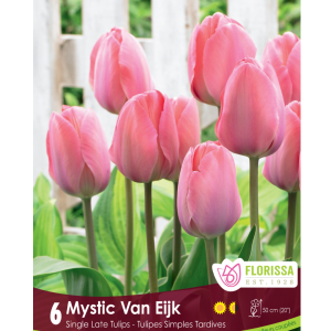 Tulip Mystic Van Eijk (6bulbs/pkg)