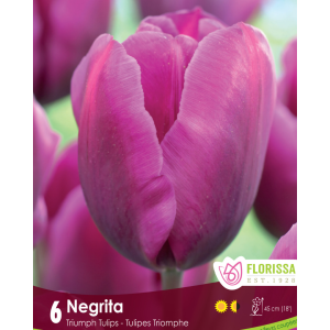 Tulip Negrita (6bulbs/pkg)