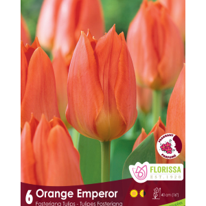 Tulip Orange Emperor (6bulbs/pkg)