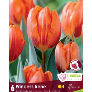 Tulip Princess Irene (6bulbs/pkg)