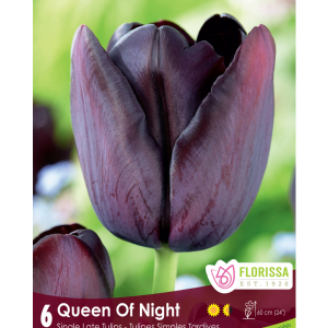 Tulip Rem's Favorite (6bulbs/pkg)