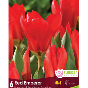 Tulip Red Emperor (6bulbs/pkg)