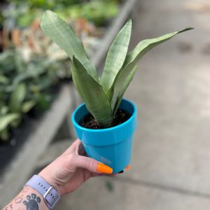 4" Snake Plant in Ceramic