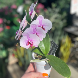 Artistica - Little Swan Orchid