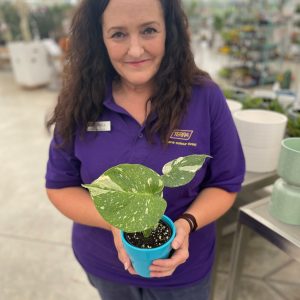 4" Monstera Thai Constellation in Ceramic