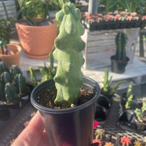 Boobie Cactus product image