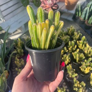 fairy tale cactus product image