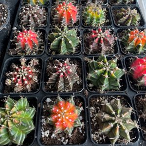 Gymnocalycium Variegated Cactus product image