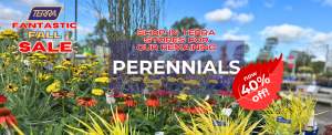 Perennials now on clearance in TERRA store locations.