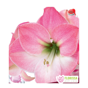 Amaryllis - Christmas Blooming - Dasher