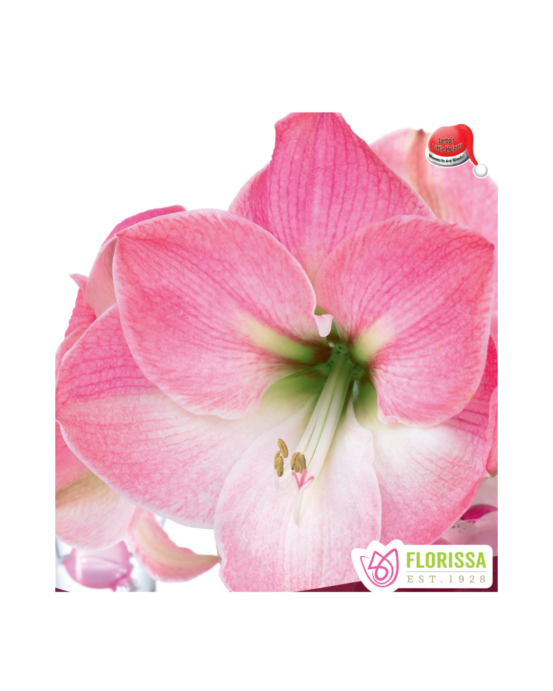 Amaryllis - Christmas Blooming - Dasher