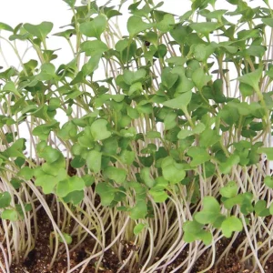 Microgreen Broccoli Organic (seeds)
