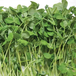 Microgreen Pea Shoots (seeds)