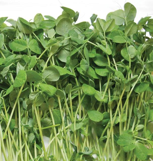 Microgreen Pea Shoots (seeds)