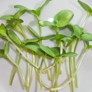 Microgreen Sunflower Seeds Organic