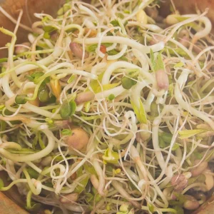 Salad Sprouting Seeds Organic