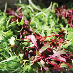 Three Week Microgreen Seeds