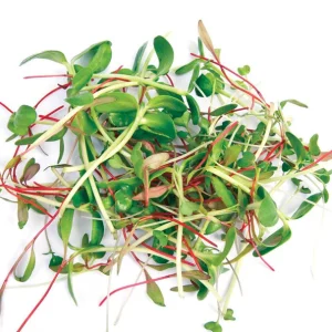 Two Week Microgreen Seeds