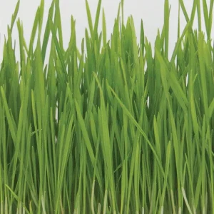 Wheatgrass Organic Sprouting Seeds