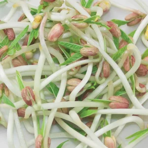 Mung Beans Organic Sprouting Seeds