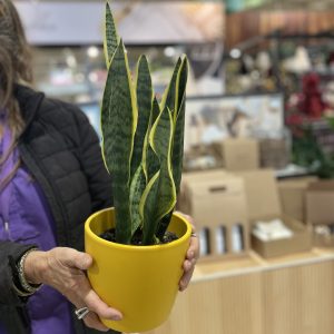 6" Snake Plant in Ceramic
