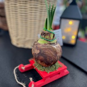 Amaryllis Bulb on Festive Red Sled