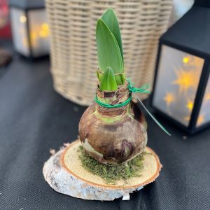 Amaryllis Bulb on Rustic Wood Slice