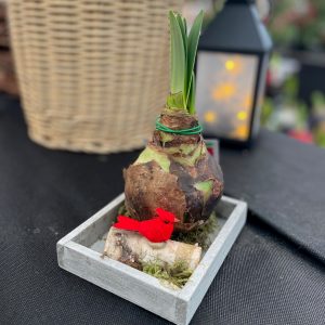 Amaryllis Bulb with Cardinal Display