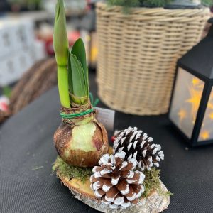 Amaryllis Bulb with Pinecone Accent