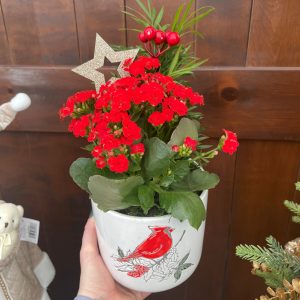 Mary Cardinal Garden Small