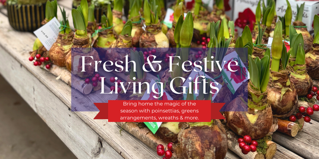 Amaryllis bulbs as an idea of a festive, living holiday gift.
