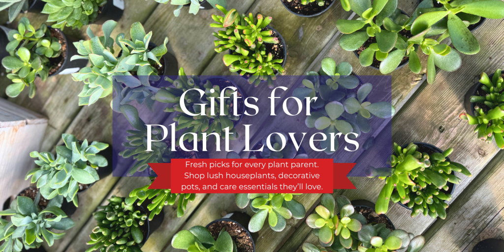 Small succulents on a table as a gift for plant lovers.