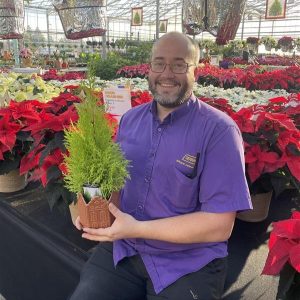 Assorted Cypress Tree in Gingerbread Ceramic
