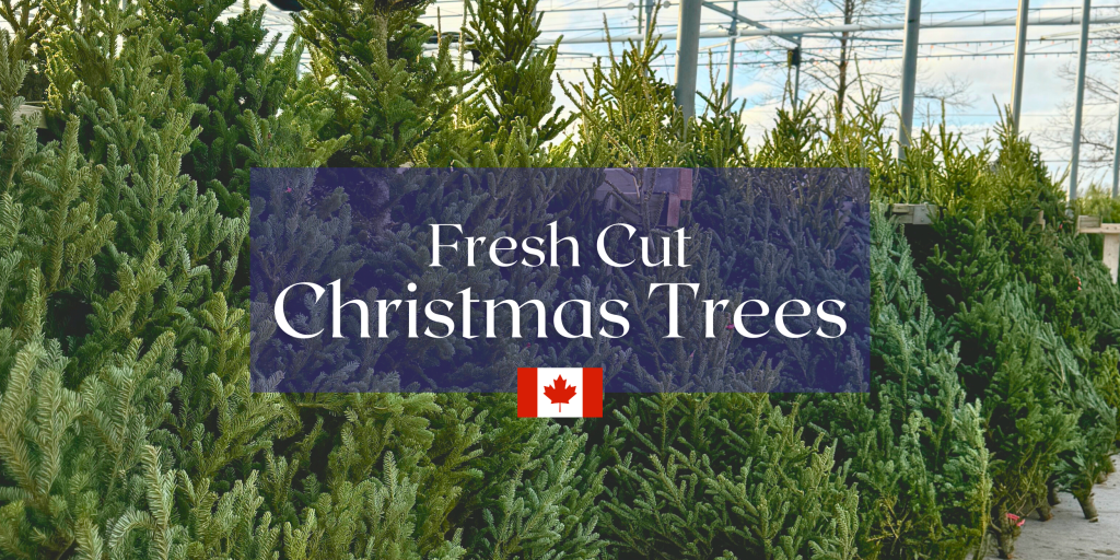 Fresh Cut Christmas trees at a TERRA Greenhouses store.