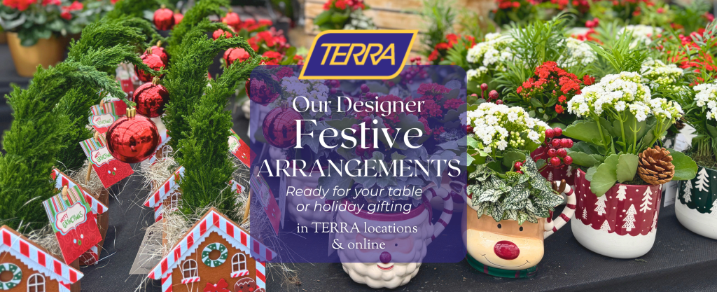 Buy 2 get 1 free potted holiday flower in 4 inch size