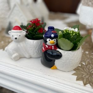 Chilly Mini Kalanchoe