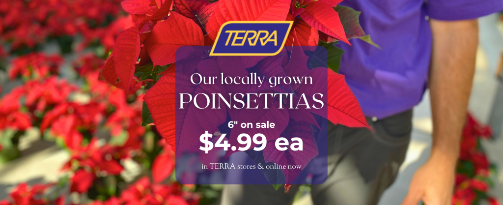 A man in a purple TERRA Greenhouses shirt holds a red poinsettia