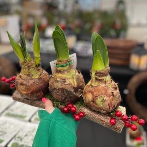 Triple Amaryllis Bulb on Birch Log