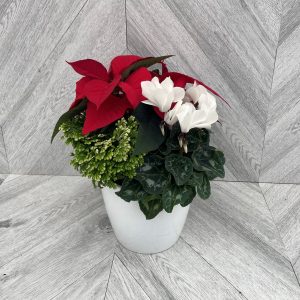 Dasher Festive Arrangement in Ceramic