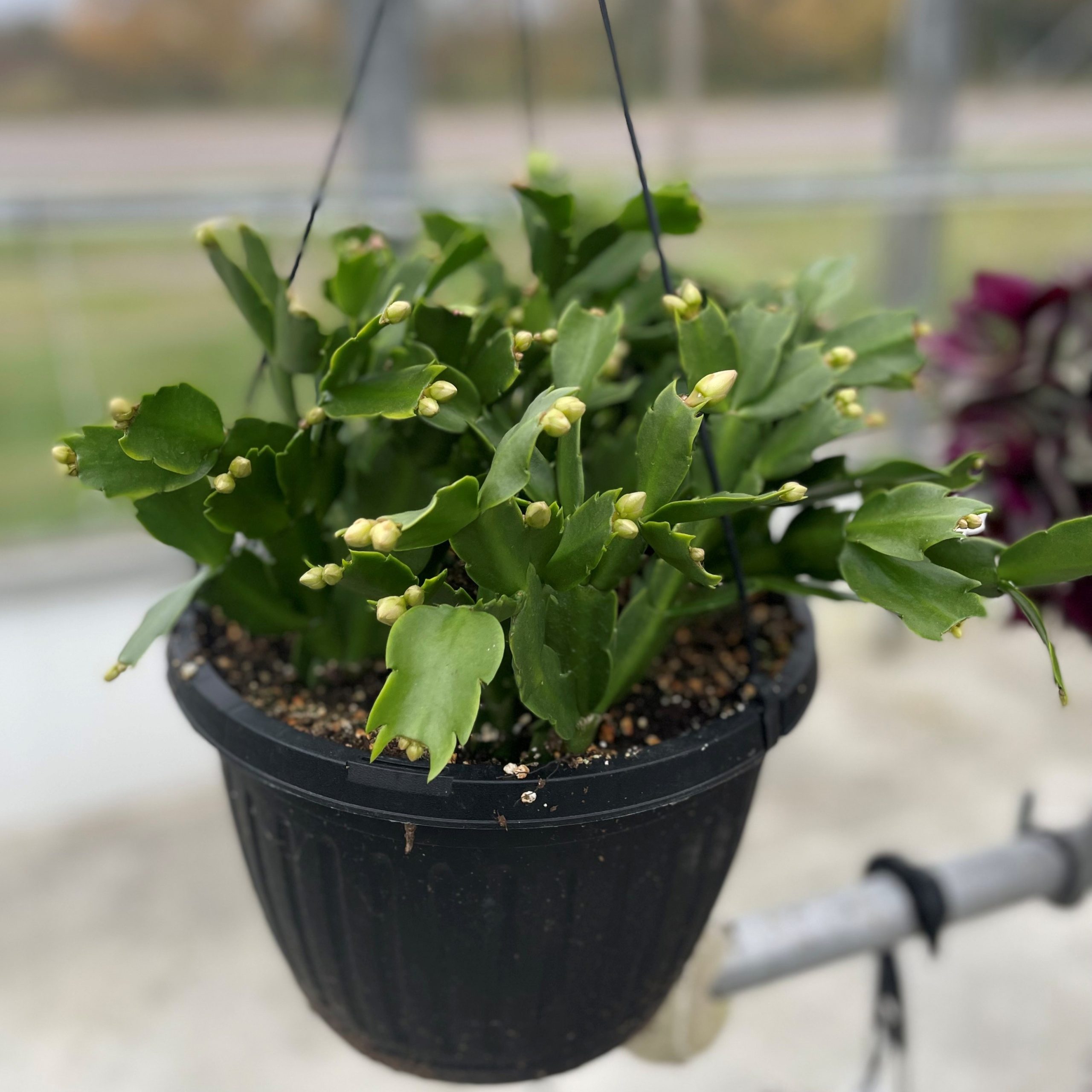 Zygo (Christmas Cactus) 10" Hanging Basket