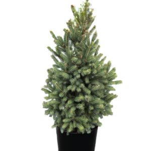 Montrose Charm Spruce