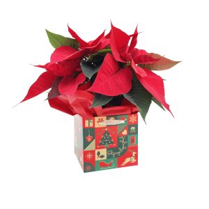 4" Poinsettia in Assorted Gift Boxes