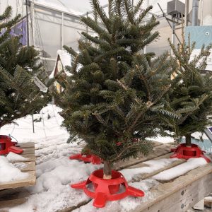 Table Top Fraser Fir Trees 30-36” Height