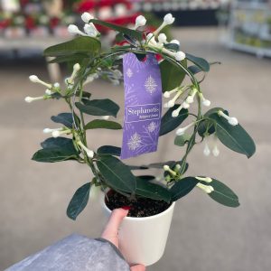 5" Stephanotis in ceramic