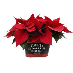 Poinsettia Centrepiece in Tin