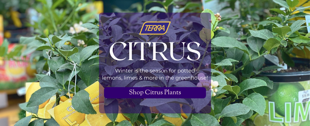 New Citrus plants that arrived at TERRA