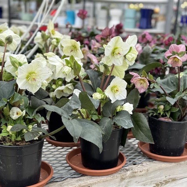 Hellebores (6" pot)