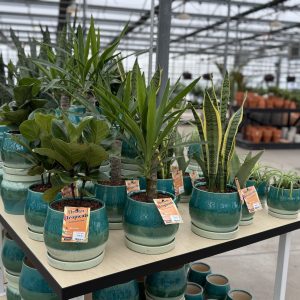 Aldo Carribean Urban Tropical pot product image