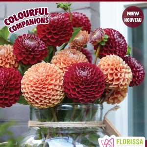 Colourful Companions - Antique Copper - Ball Dahlia - 3blb/pkg