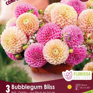 Colourful Companions - Bubblegum Bliss - Ball Dahlia - 3blb/pkg